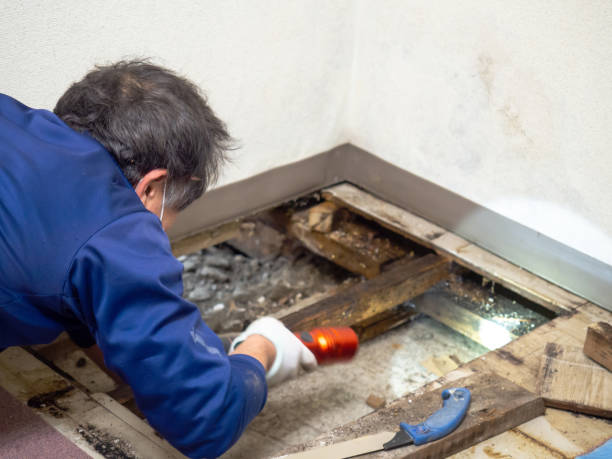 Reliable Fife, WA Mold Remediation Solutions