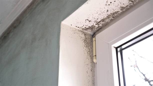 Best DIY Mold Remediation Support Services in Fife, WA