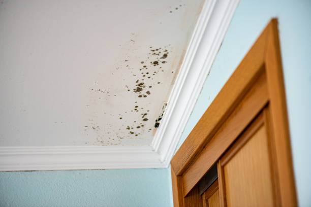 Best Black Mold Remediation in Fife, WA