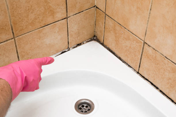 Best Residential Mold Remediation in Fife, WA